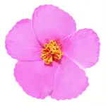 Šnala-ukras za kosu Hibiskus - pink - Slika 6